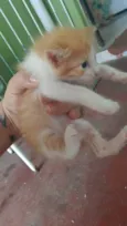 Petico