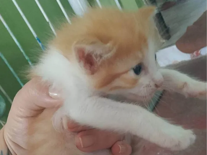 Gato ra a SRD-ViraLata idade Abaixo de 2 meses nome Petico