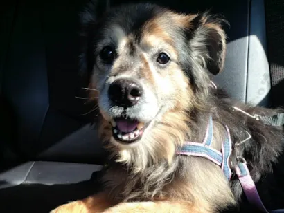 Cachorro raça SRD-ViraLata idade 6 ou mais anos nome Jade