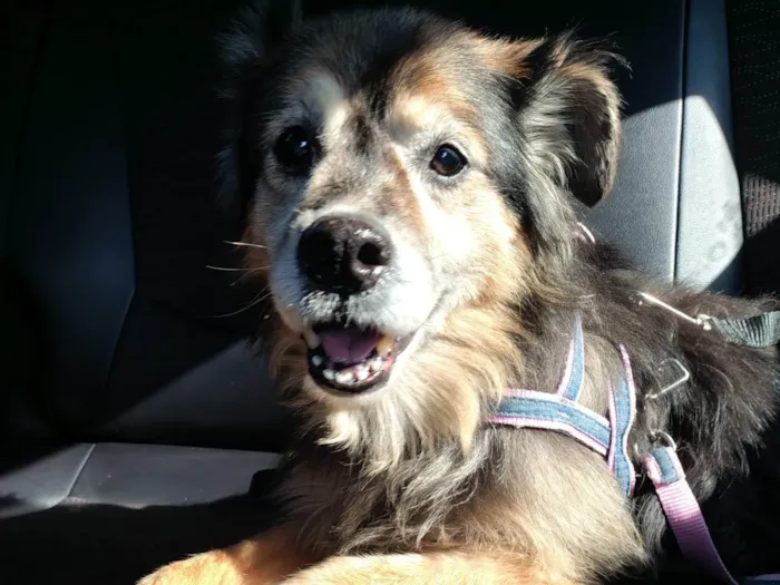 Cachorro ra a SRD-ViraLata idade 6 ou mais anos nome Jade