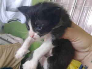 Gato raça SRD-ViraLata idade Abaixo de 2 meses nome Astolfo