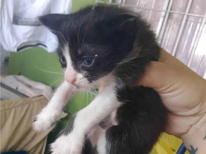 Gato ra a SRD-ViraLata idade Abaixo de 2 meses nome Astolfo