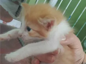 Gato raça SRD-ViraLata idade Abaixo de 2 meses nome Petico