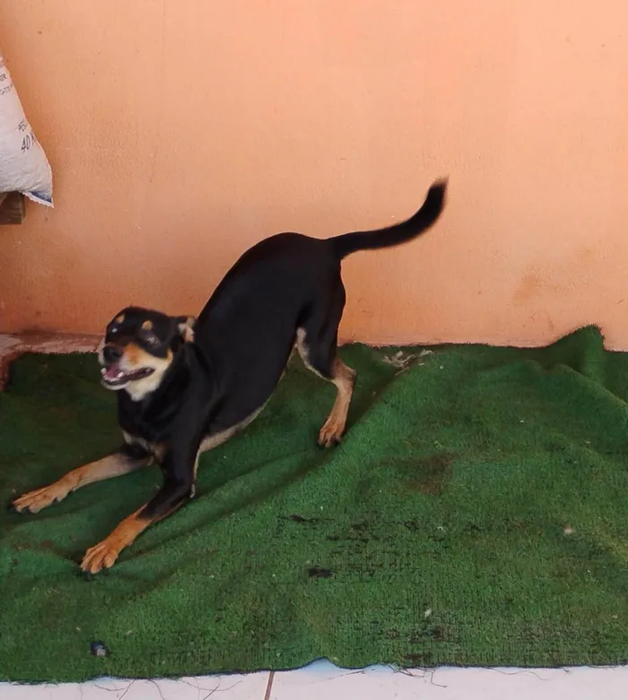 Cachorro ra a SRD-ViraLata idade 2 anos nome Pirulitto 
