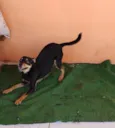 Pirulitto