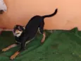 Pirulitto