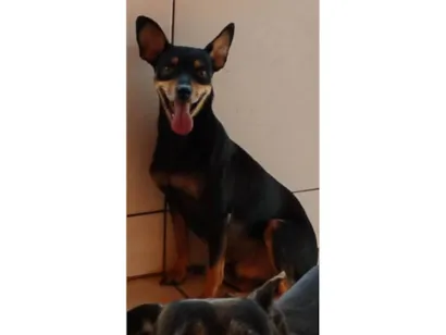 Cachorro raça SRD-ViraLata idade 2 anos nome Pirulitto 