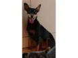 Pirulitto