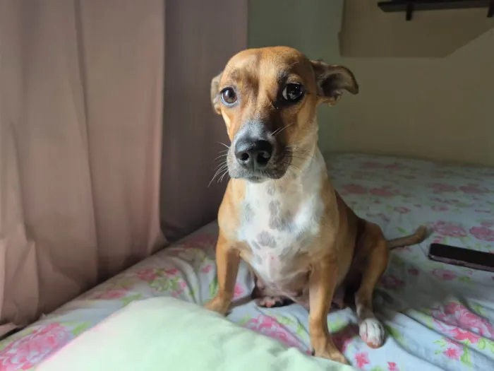 Cachorro ra a SRD-ViraLata idade 2 anos nome Safira