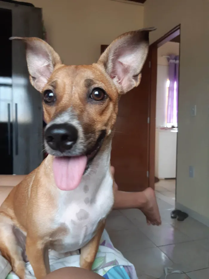 Cachorro ra a SRD-ViraLata idade 2 anos nome Safira
