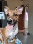 Safira