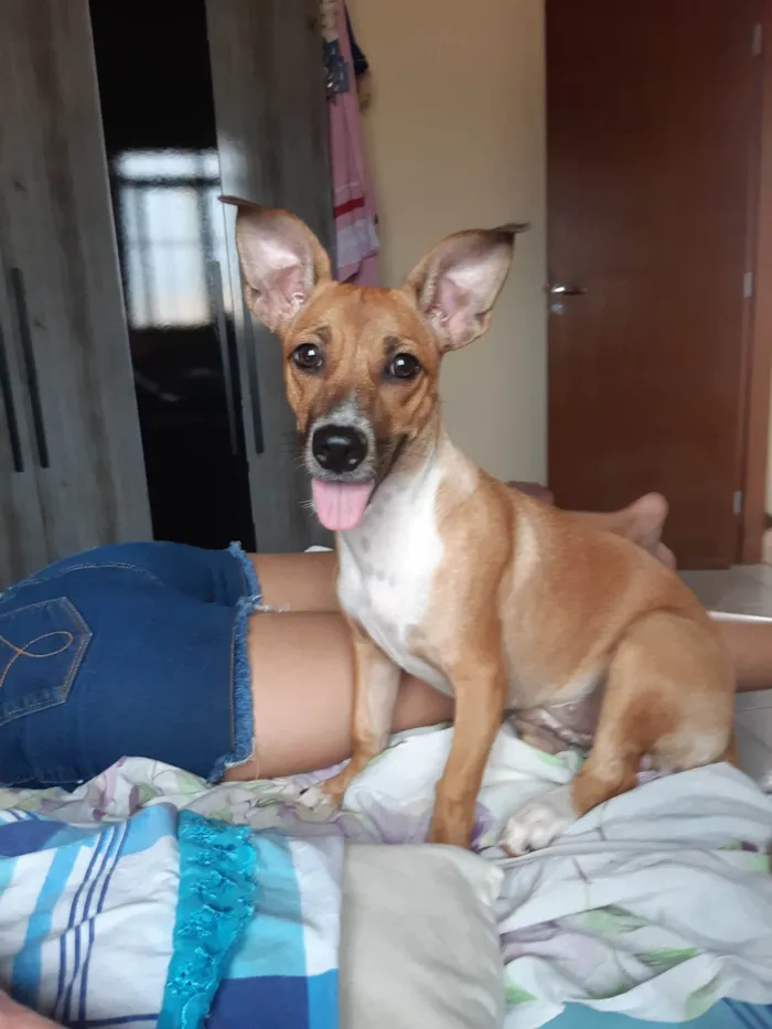 Cachorro ra a SRD-ViraLata idade 2 anos nome Safira