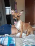 Safira