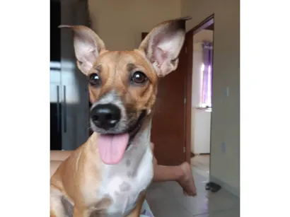 Cachorro raça SRD-ViraLata idade 2 anos nome Safira