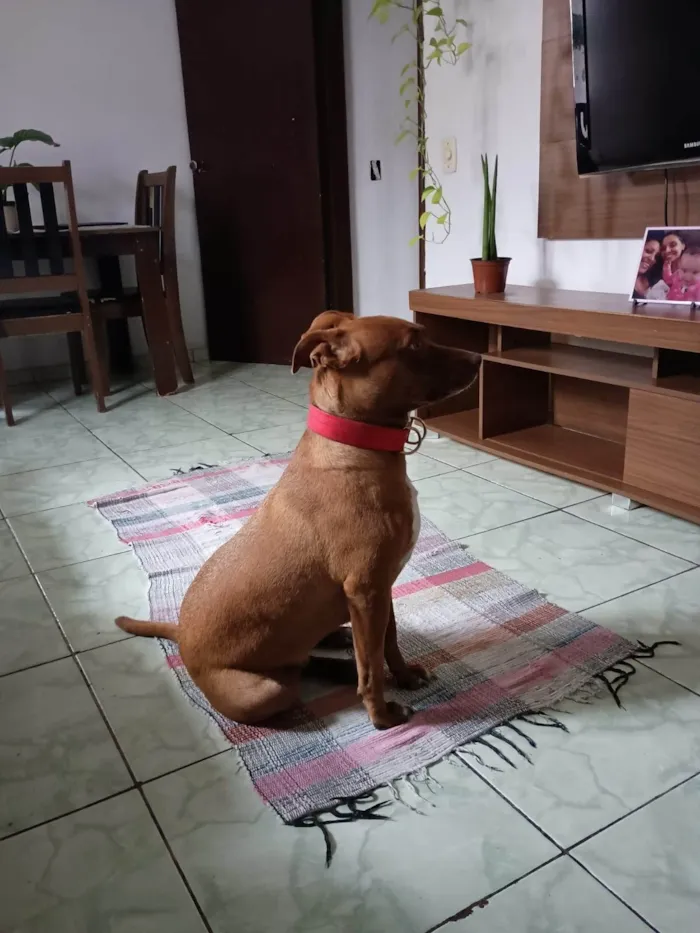 Cachorro ra a Pit-Bull idade 2 a 6 meses nome  Falar com Marcela - Whats 11 96465-0437
