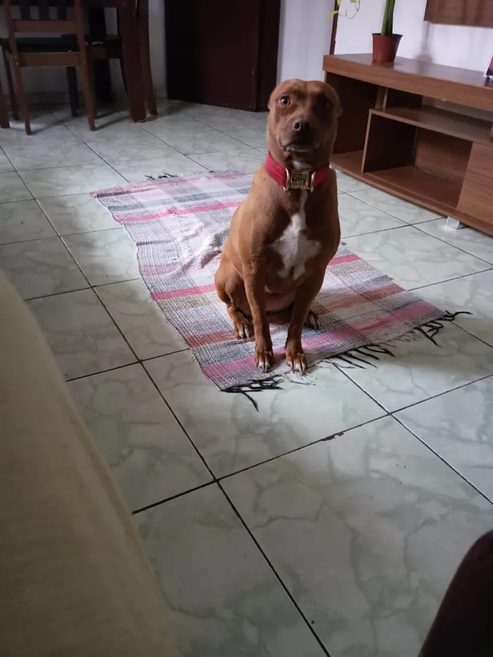Cachorro ra a Pit-Bull idade 2 a 6 meses nome  Falar com Marcela - Whats 11 96465-0437
