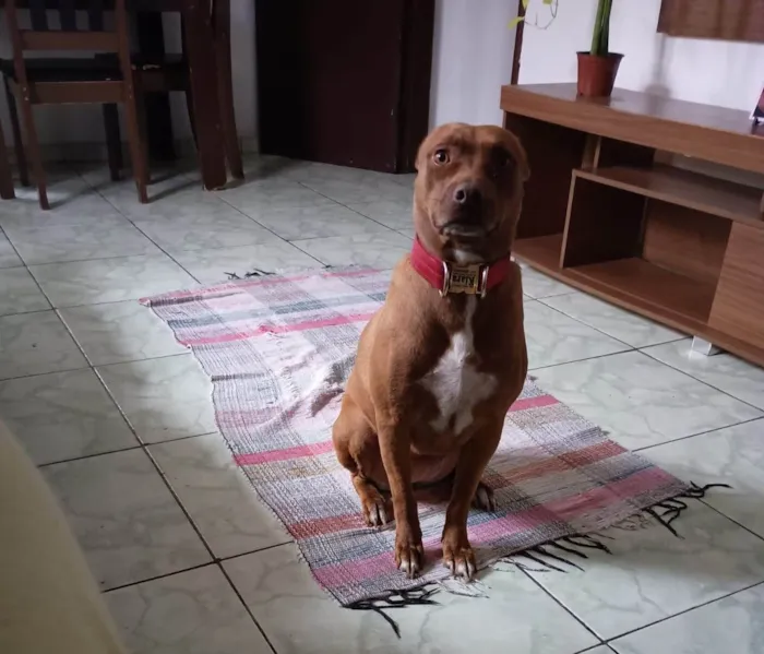 Cachorro ra a Pit-Bull idade 2 a 6 meses nome  Falar com Marcela - Whats 11 96465-0437