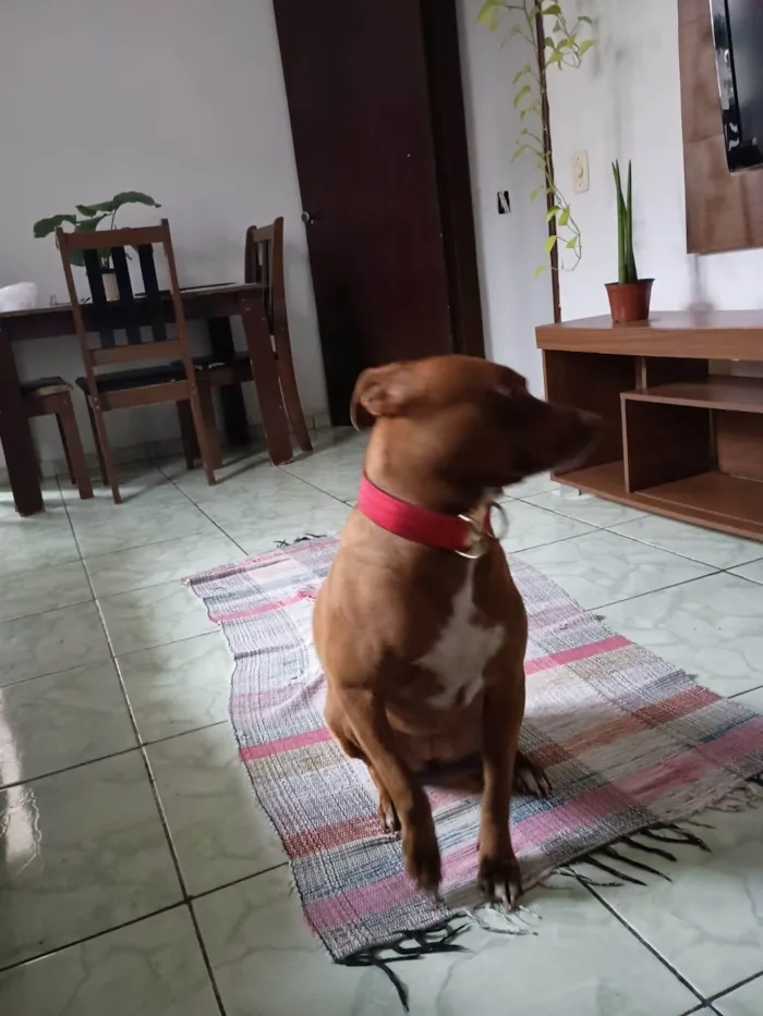 Cachorro ra a Pit-Bull idade 2 a 6 meses nome  Falar com Marcela - Whats 11 96465-0437