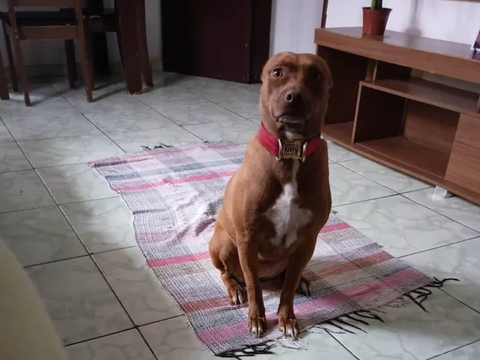 Cachorro ra a Pit-Bull idade 2 a 6 meses nome  Falar com Marcela - Whats 11 96465-0437