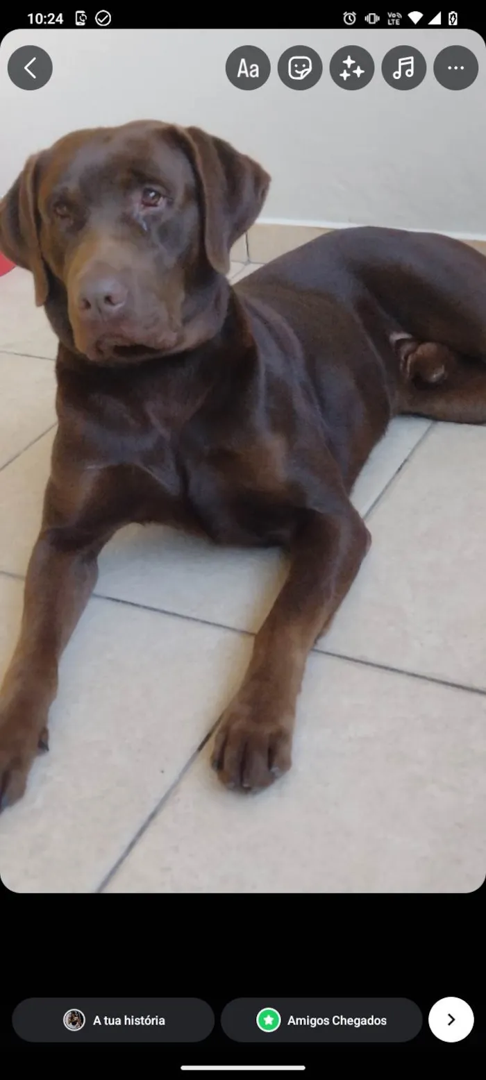 Cachorro ra a SRD-ViraLata idade 7 a 11 meses nome Chocolate