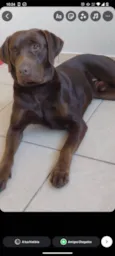 Chocolate
