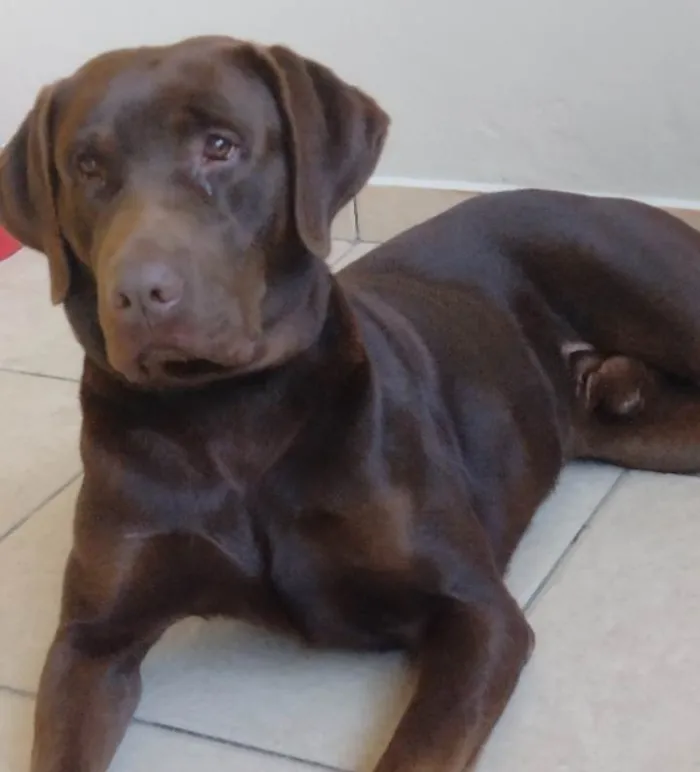 Cachorro ra a SRD-ViraLata idade 7 a 11 meses nome Chocolate