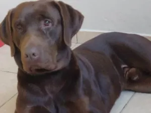 Cachorro raça SRD-ViraLata idade 7 a 11 meses nome Chocolate