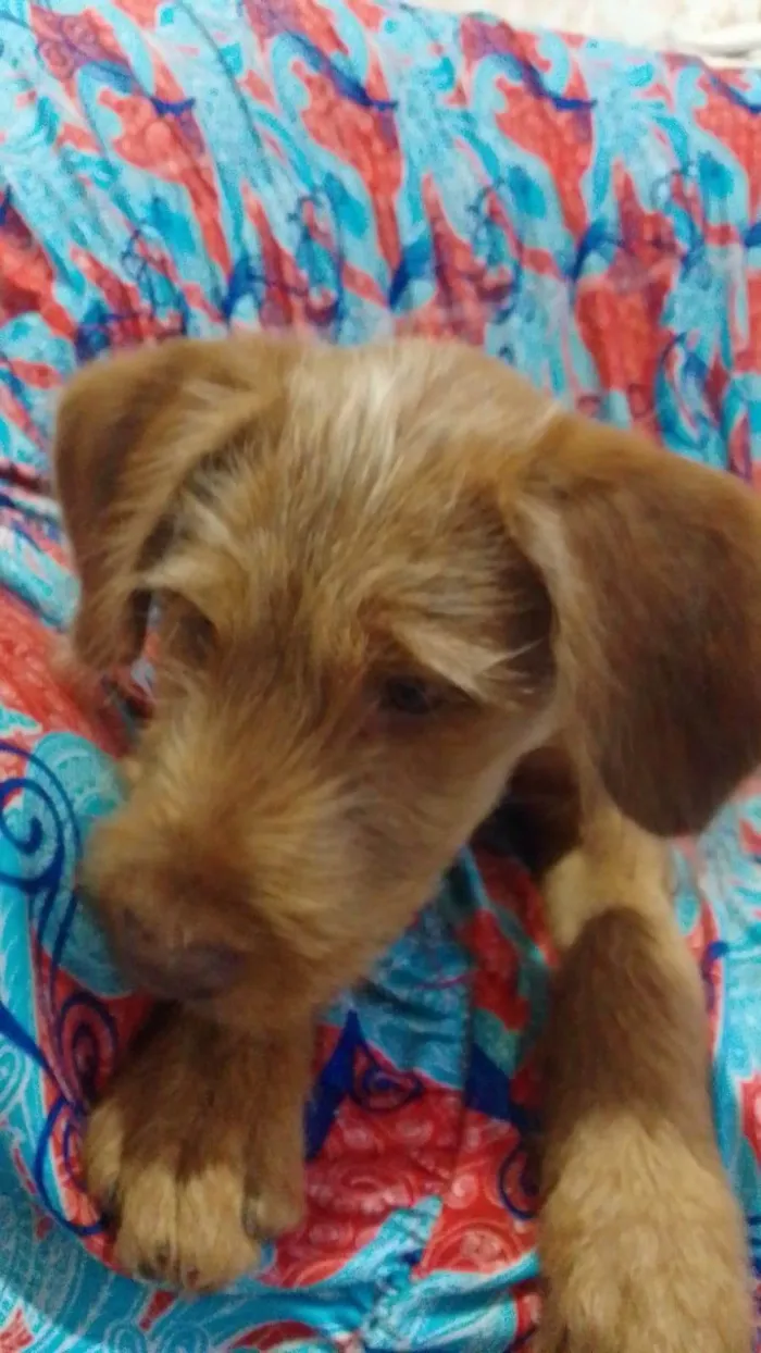 Cachorro ra a SRD-ViraLata idade 2 a 6 meses nome Falar com Surama - Whats 11 98345-0844