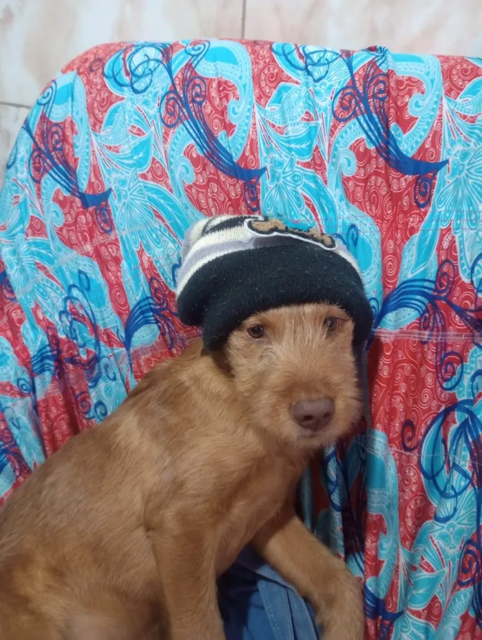 Cachorro ra a SRD-ViraLata idade 2 a 6 meses nome Falar com Surama - Whats 11 98345-0844