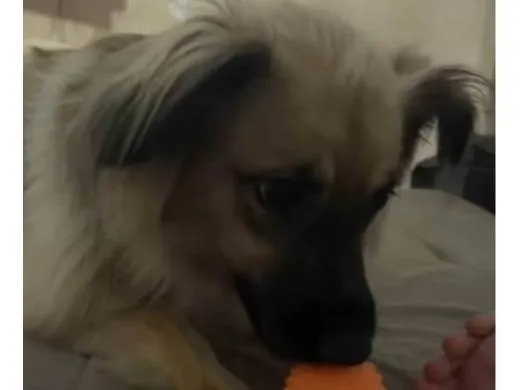 Cachorro ra a SRD-ViraLata idade 2 a 6 meses nome Falar com Lucas - Whats 11 96975-1224