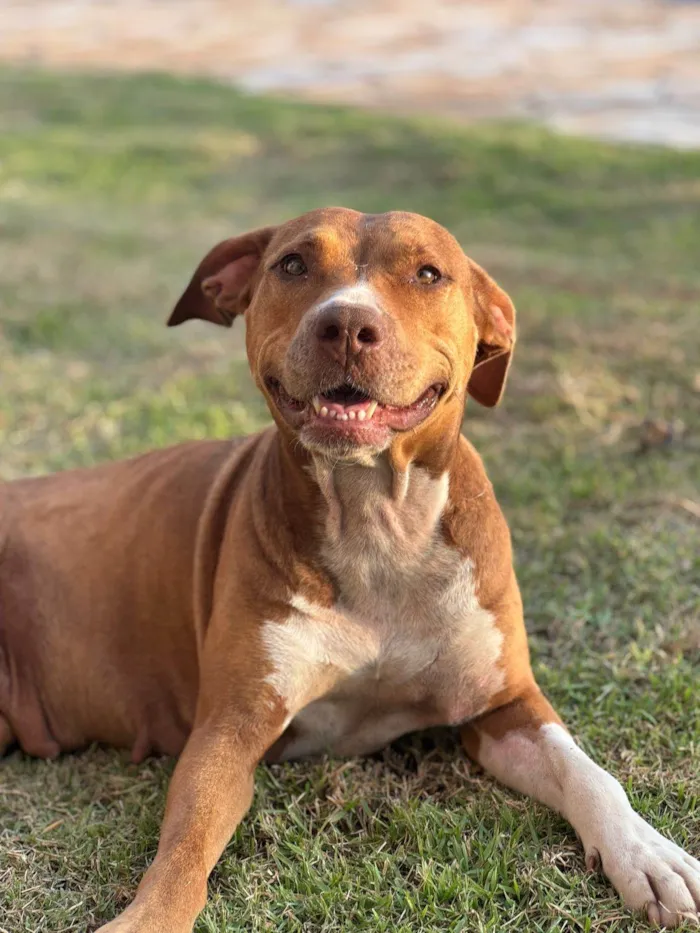Cachorro ra a Pit-Bull idade 3 anos nome Mel