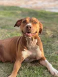 Mel