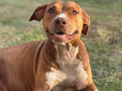 Cachorro raça Pit-Bull idade 3 anos nome Mel