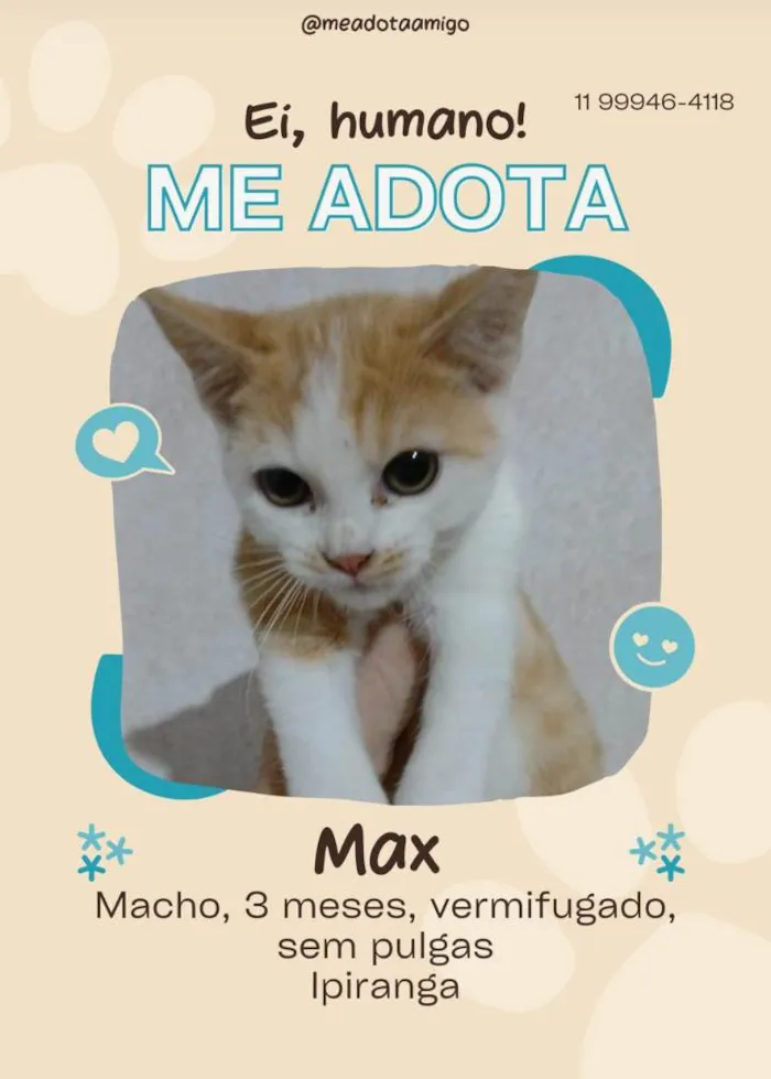 Gato ra a SRD-ViraLata idade 2 a 6 meses nome Fofuras