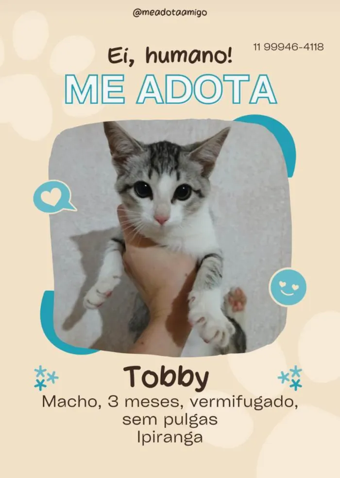 Gato ra a SRD-ViraLata idade 2 a 6 meses nome Fofuras