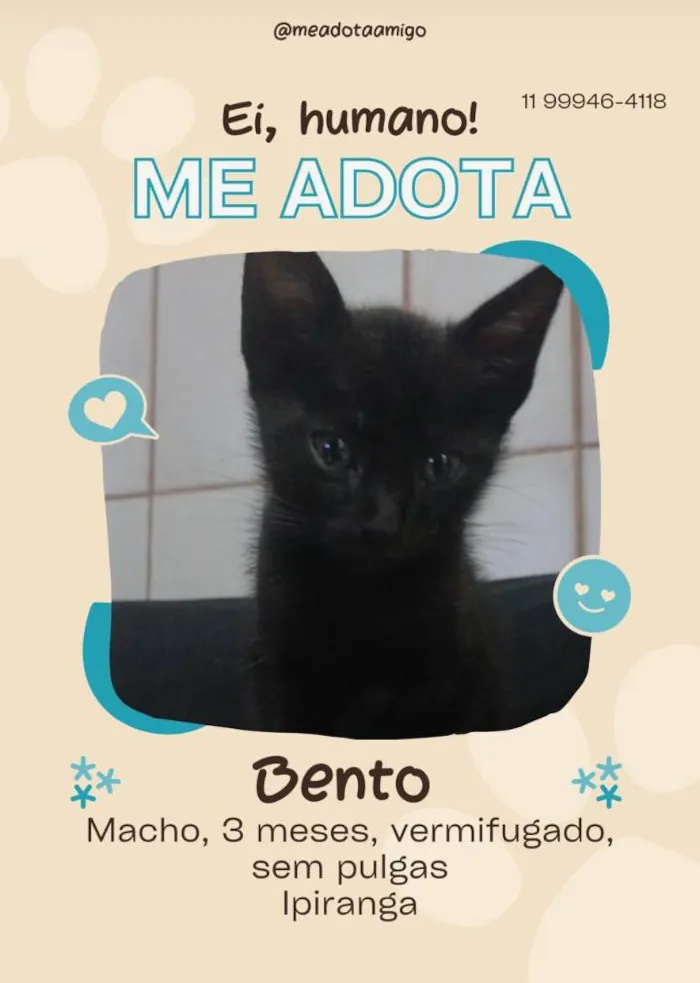 Gato ra a SRD-ViraLata idade 2 a 6 meses nome Fofuras