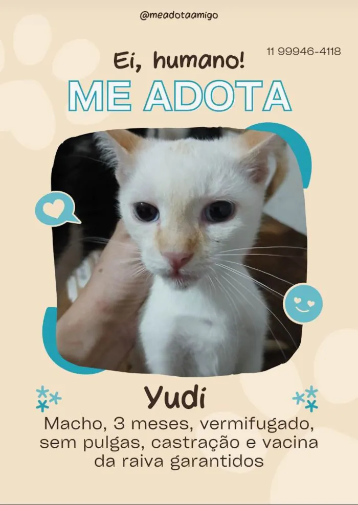 Gato ra a SRD-ViraLata idade 2 a 6 meses nome Fofuras