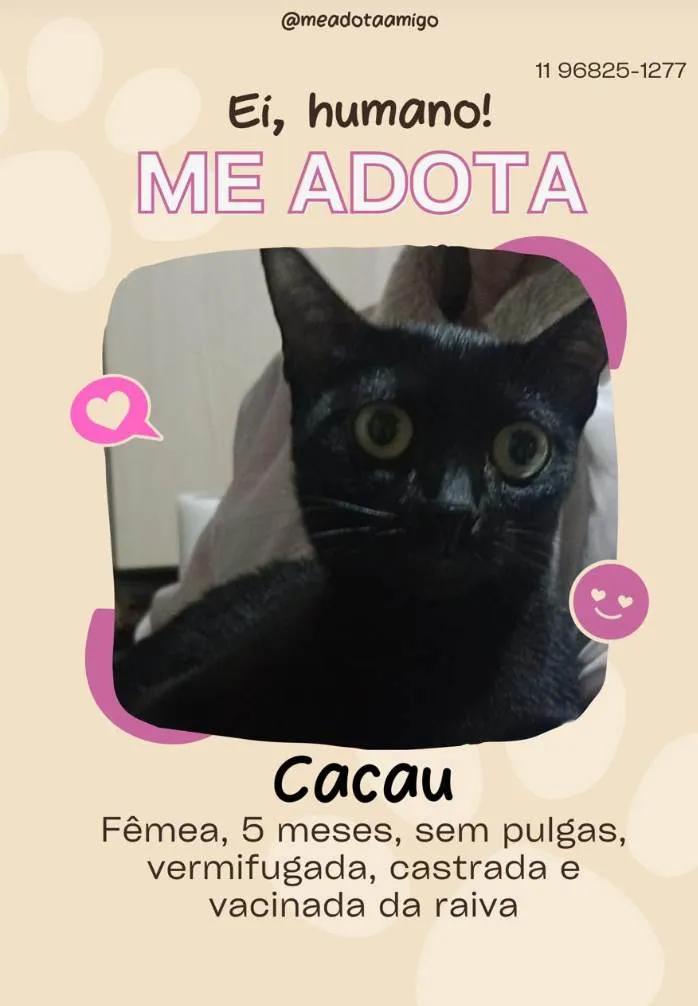 Gato ra a SRD-ViraLata idade 2 a 6 meses nome Fofuras