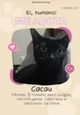 Fofuras