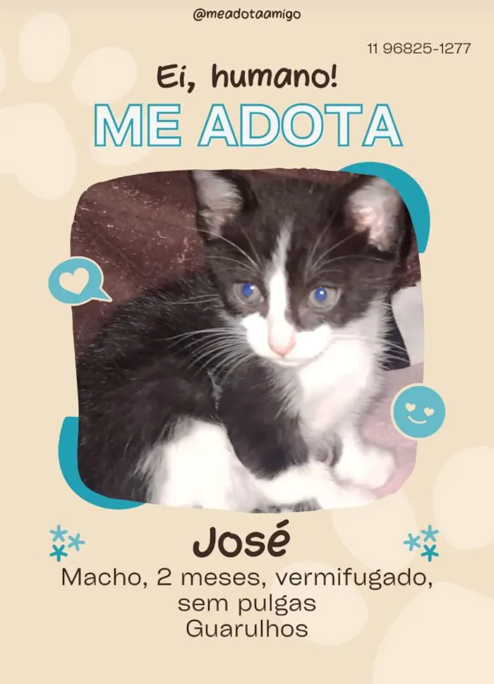 Gato ra a SRD-ViraLata idade 2 a 6 meses nome Fofuras