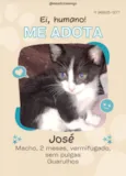 Fofuras