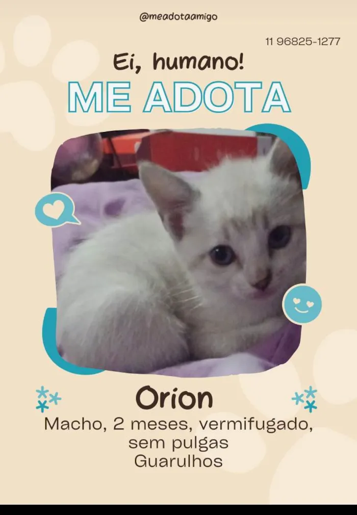 Gato ra a SRD-ViraLata idade 2 a 6 meses nome Fofuras