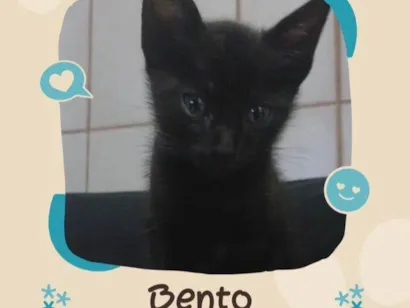 Gato raça SRD-ViraLata idade 2 a 6 meses nome Fofuras