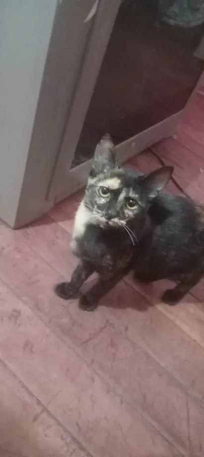 Gato raça SRD-ViraLata idade 7 a 11 meses nome Doja é Keisuke