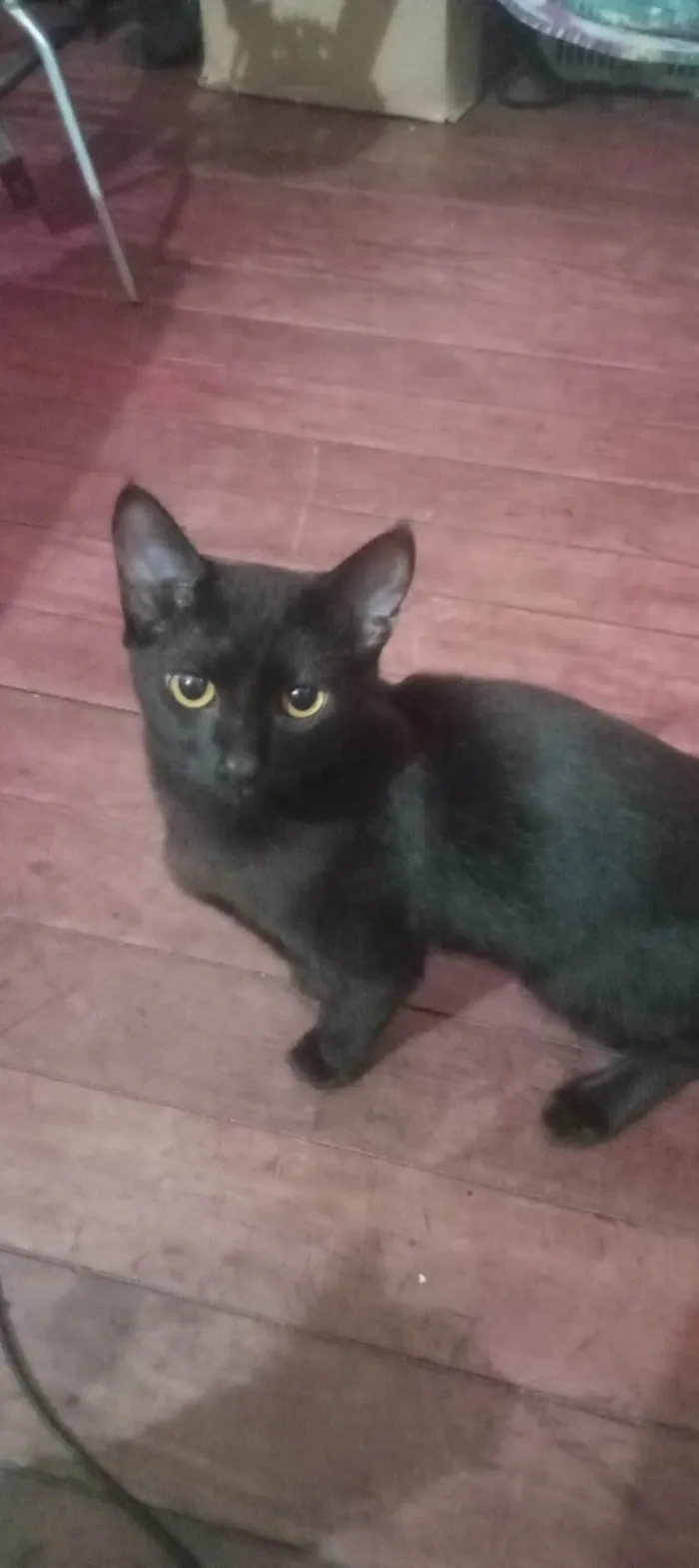 Gato ra a SRD-ViraLata idade 7 a 11 meses nome Doja é Keisuke