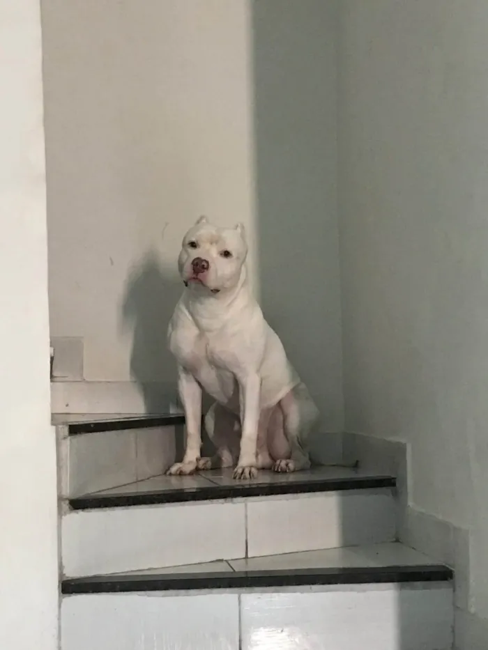 Cachorro ra a Pit-Bull idade 5 anos nome Thor