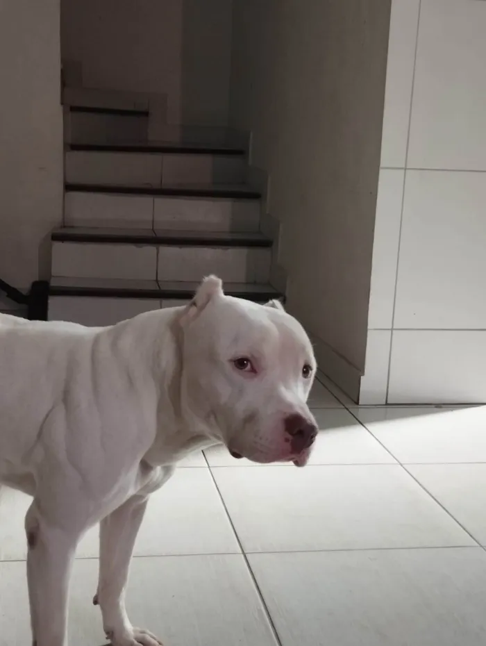 Cachorro ra a Pit-Bull idade 5 anos nome Thor