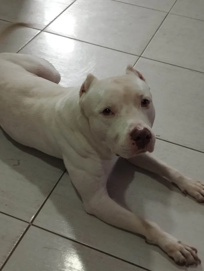 Cachorro ra a Pit-Bull idade 5 anos nome Thor