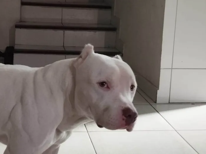 Cachorro ra a Pit-Bull idade 5 anos nome Thor