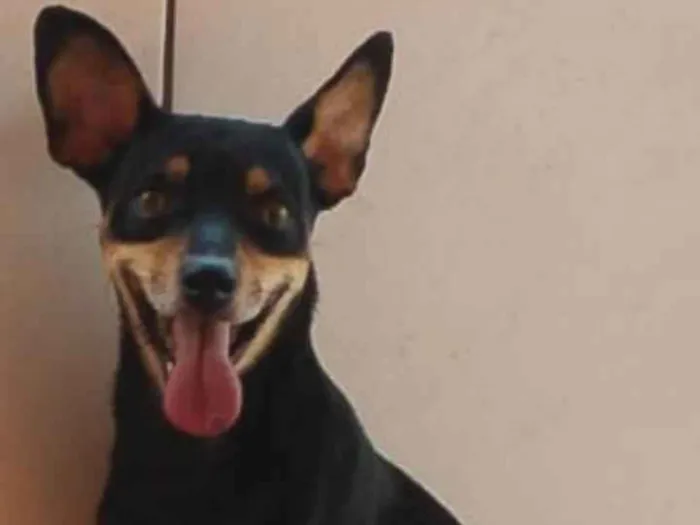 Cachorro ra a SRD-ViraLata idade 2 anos nome Pirulitto 